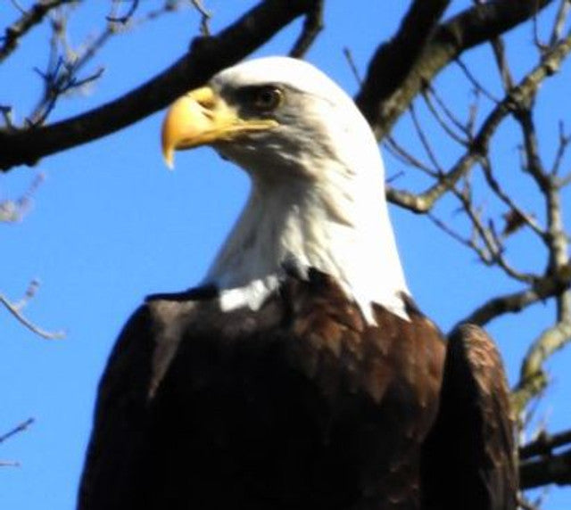 Maquoketa: Iowa's Premier Autumn River