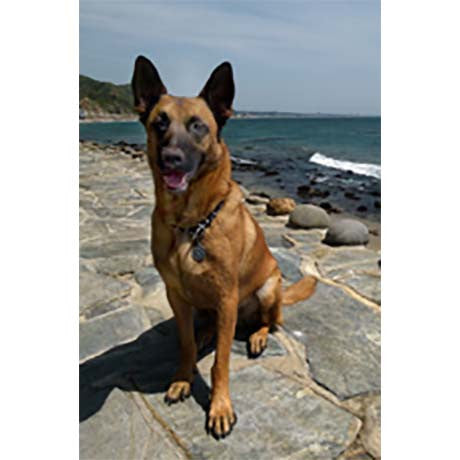 Paddle Dawgz  Collar: Happy Dog